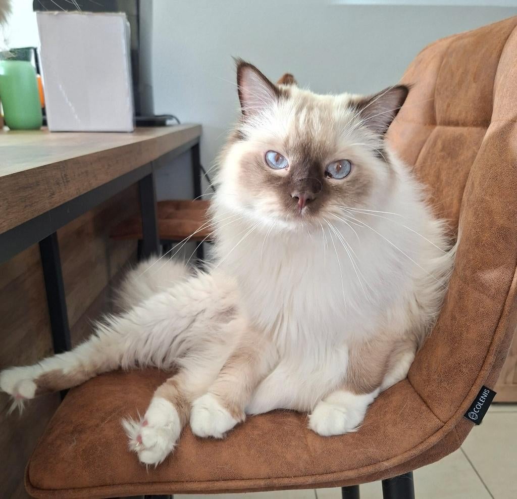 Ragdoll Kater Herplaats met stamboom, Dieren en Toebehoren, Kater, Met stamboom