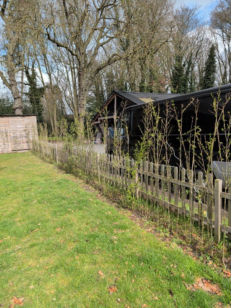 Liguster heg, Tuin en Terras, Ophalen, Liguster, 100 tot 250 cm