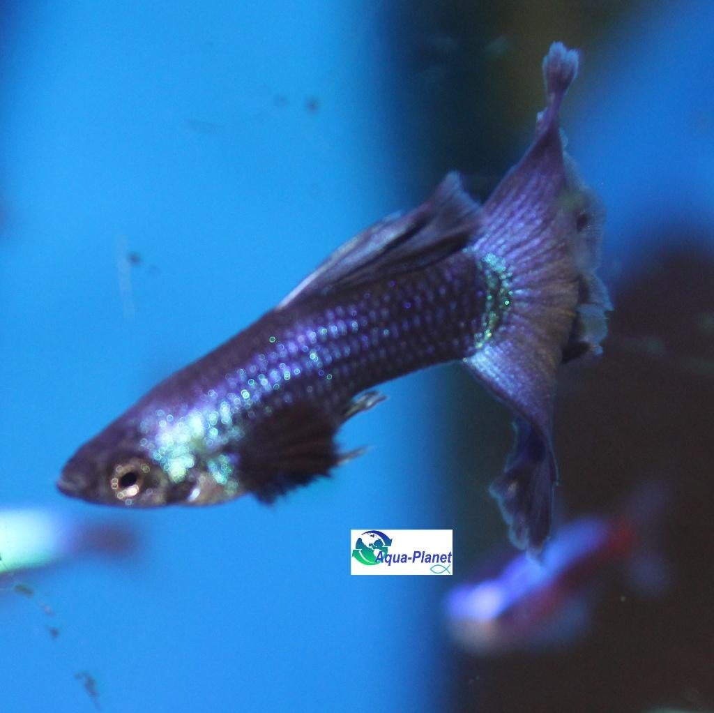 Guppy - Blue Moscow, Vis, Zoetwatervis