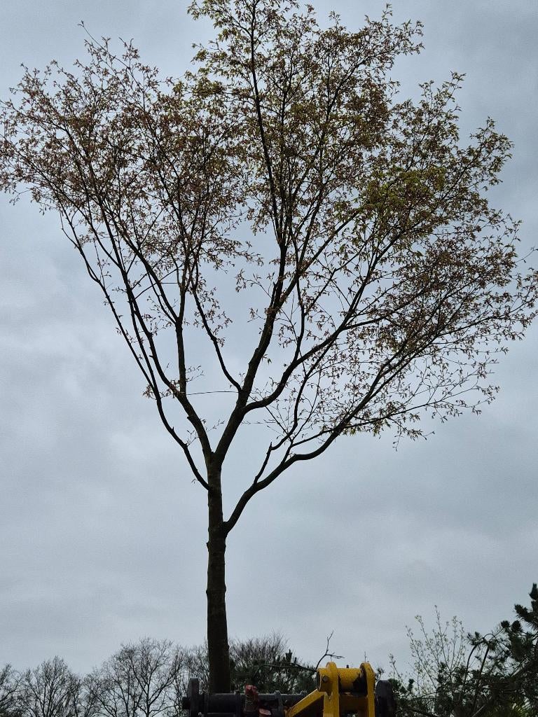 Acer palmatum, Tuin en Terras, Planten | Bomen, Overige soorten, Lente, 250 tot 400 cm, Ophalen