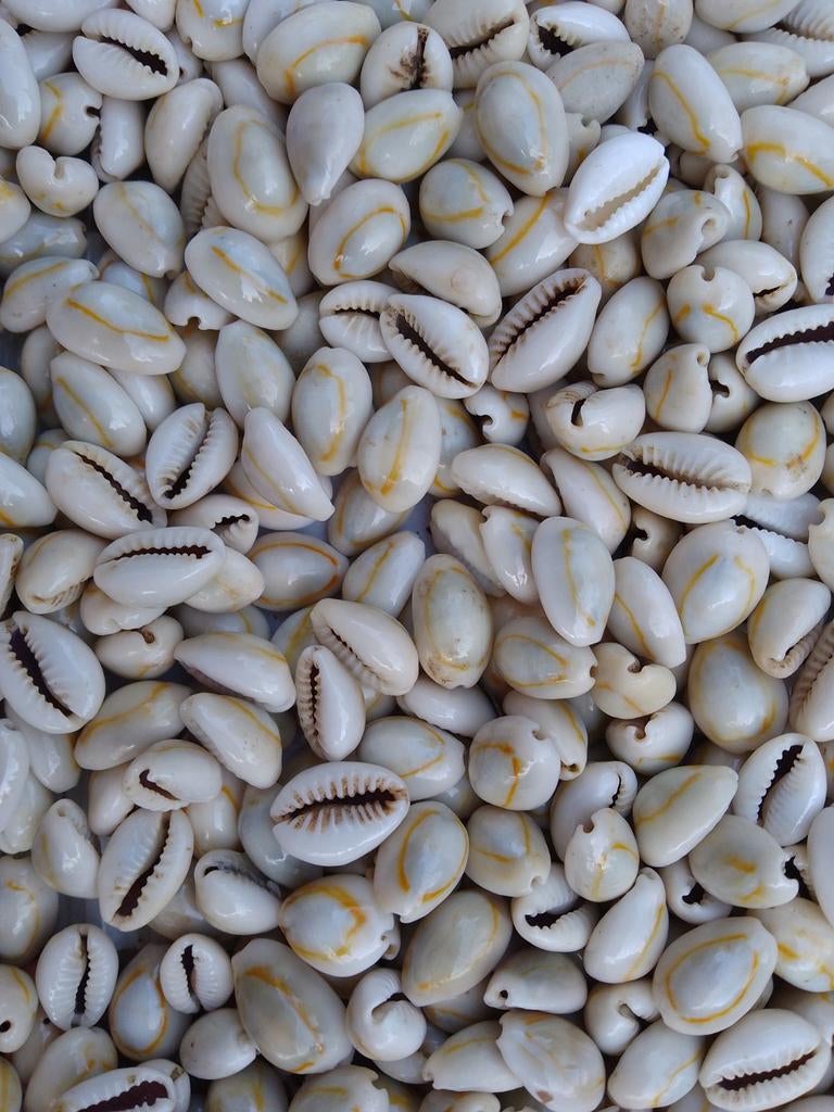 Natuurlijke echte Kauri Schelpen, Ophalen, Zo goed als nieuw