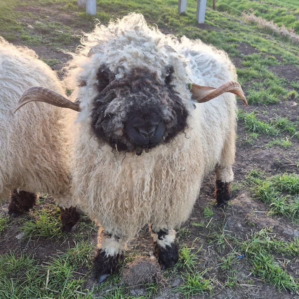 Mooie Walliser schwarznase ram, Dieren en Toebehoren, Schapen, Geiten en Varkens, Mannelijk, Schaap