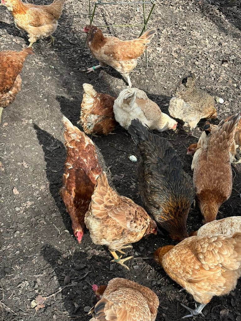 Broedeieren  araucana, Dieren en Toebehoren, Pluimvee, Geslacht onbekend, Kip