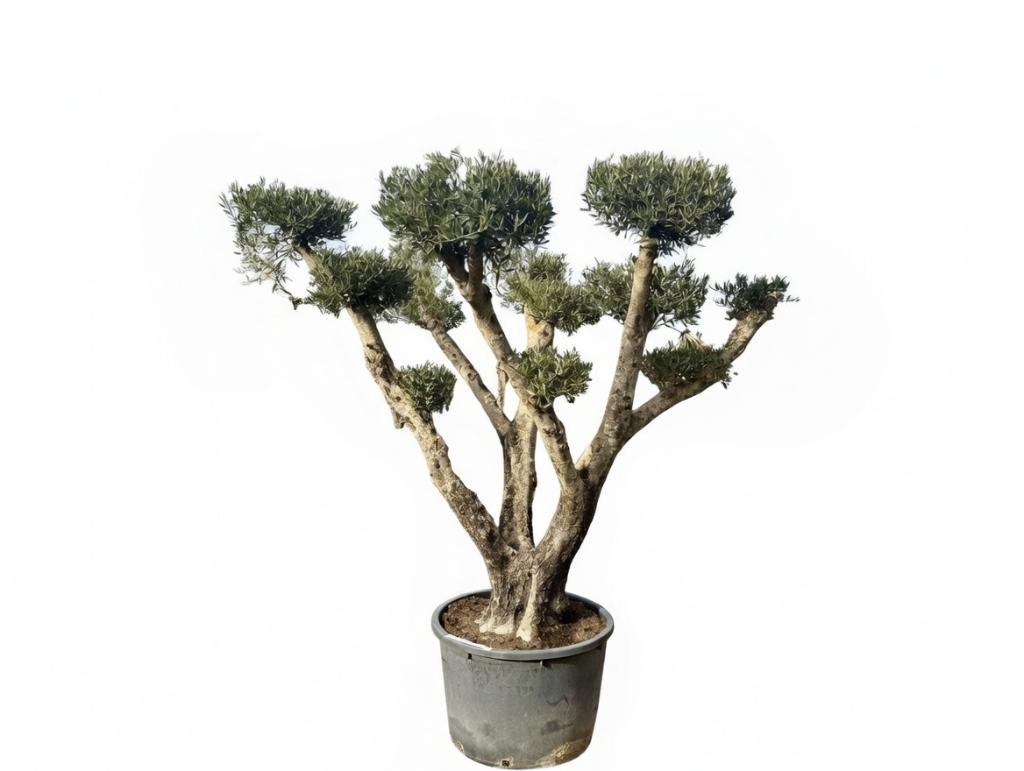 Olijfboom pon pon groot - Olea europaea te koop!!!, Ophalen of Verzenden, 100 tot 250 cm, Olijfboom, Zomer