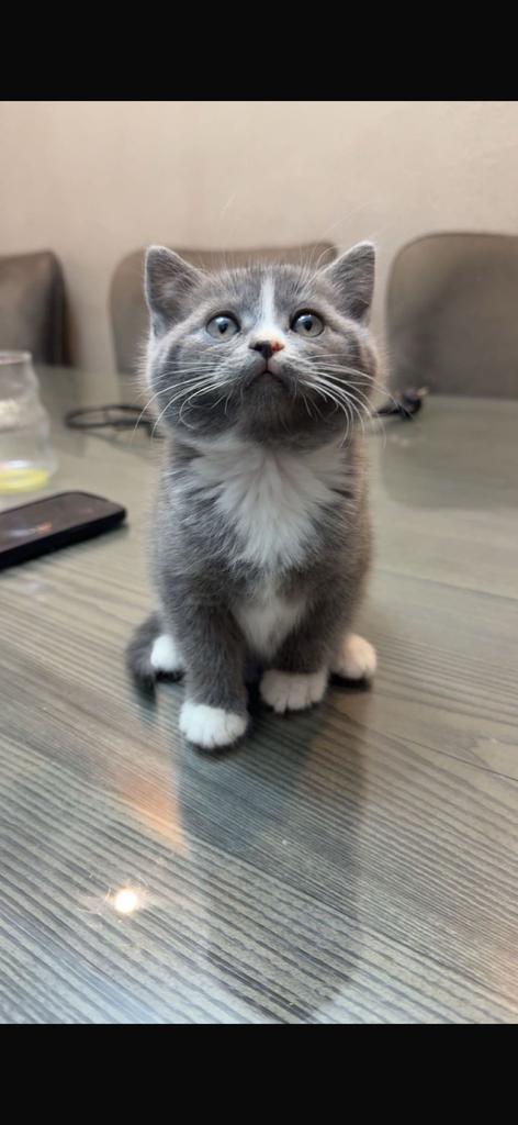 Prachtig Britse korthaar, Meerdere dieren