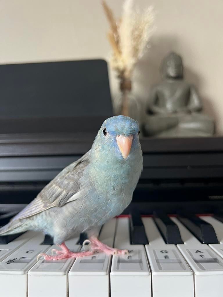 Catharina parkiet, Mannelijk, Parkiet, Tam