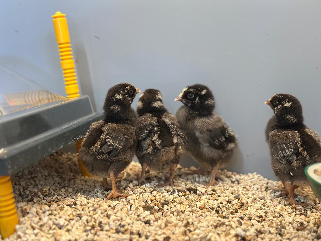 Jonge tamme Wyandotte kuikens gesekst & ingeënt, Dieren en Toebehoren, Pluimvee, Vrouwelijk, Kip