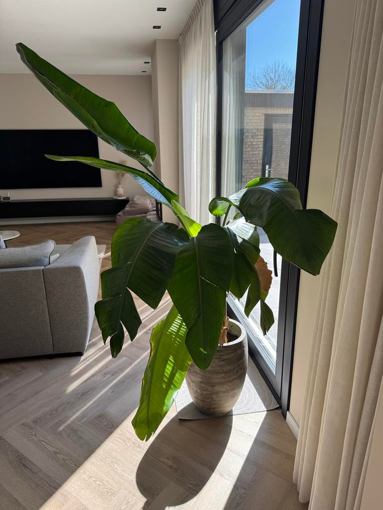 Grote strelitzia inclusief pot intratuin, Ophalen