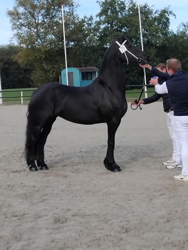 ZEER LUXE HOOGDRACHTIGE FRIESE MERRIE, Merrie