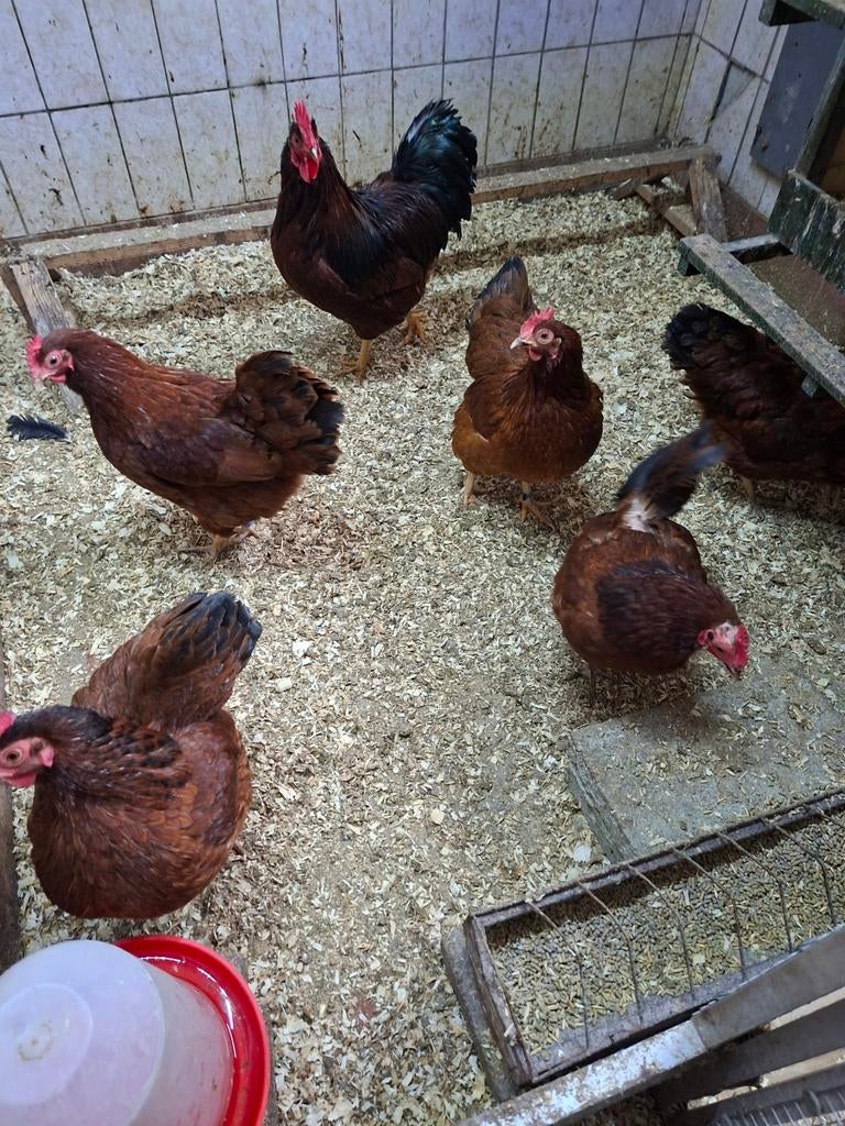 Barnevelder kriel mahonie gekleurd eieren, Dieren en Toebehoren, Pluimvee, Geslacht onbekend, Kip