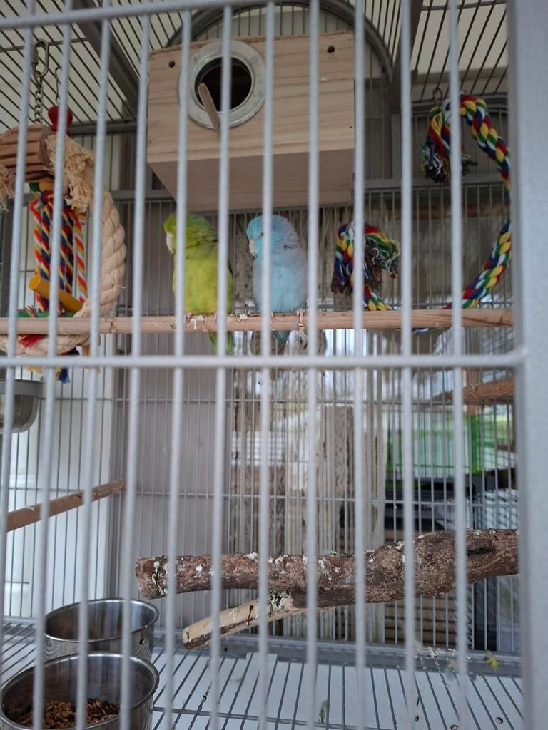 Koppel forpussen, Meerdere dieren, Parkiet