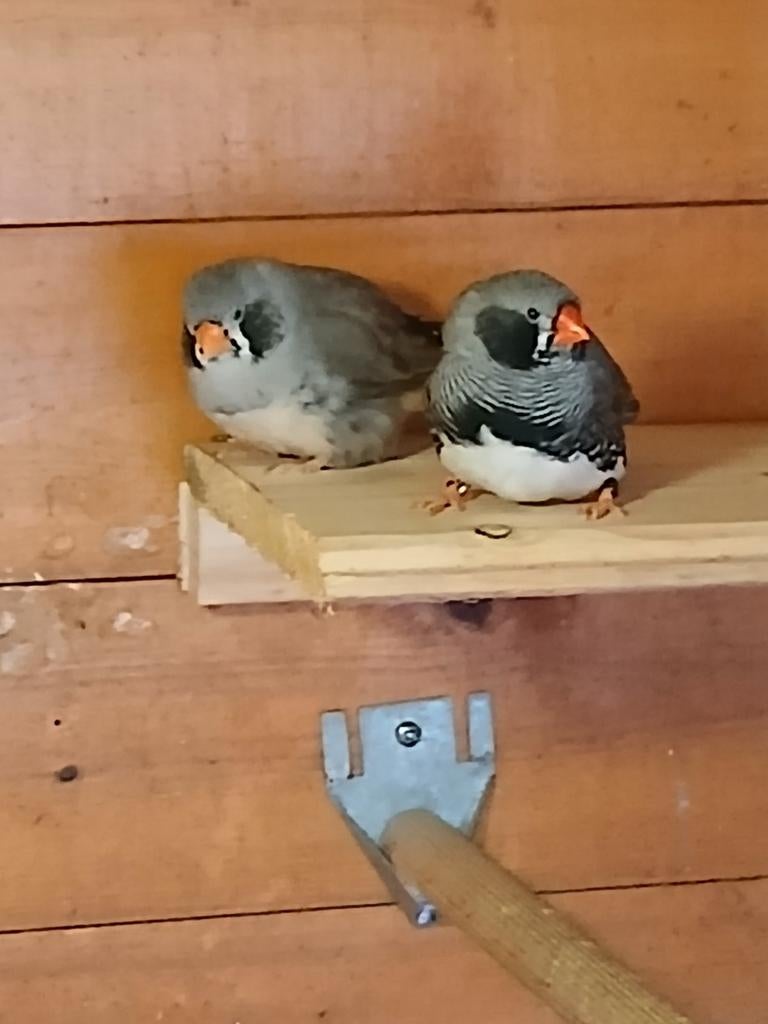 Zebravink koppel, Meerdere dieren