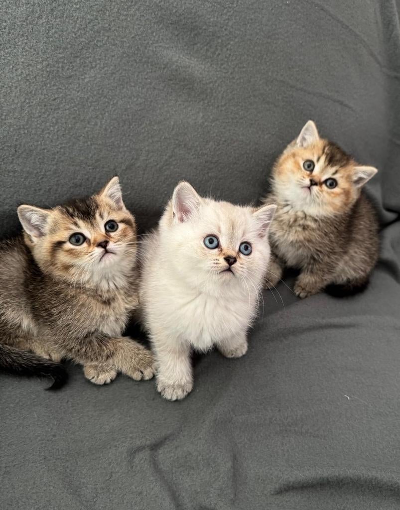 Britse korthaar kittens raszuivere, Dieren en Toebehoren, 0 tot 2 jaar
