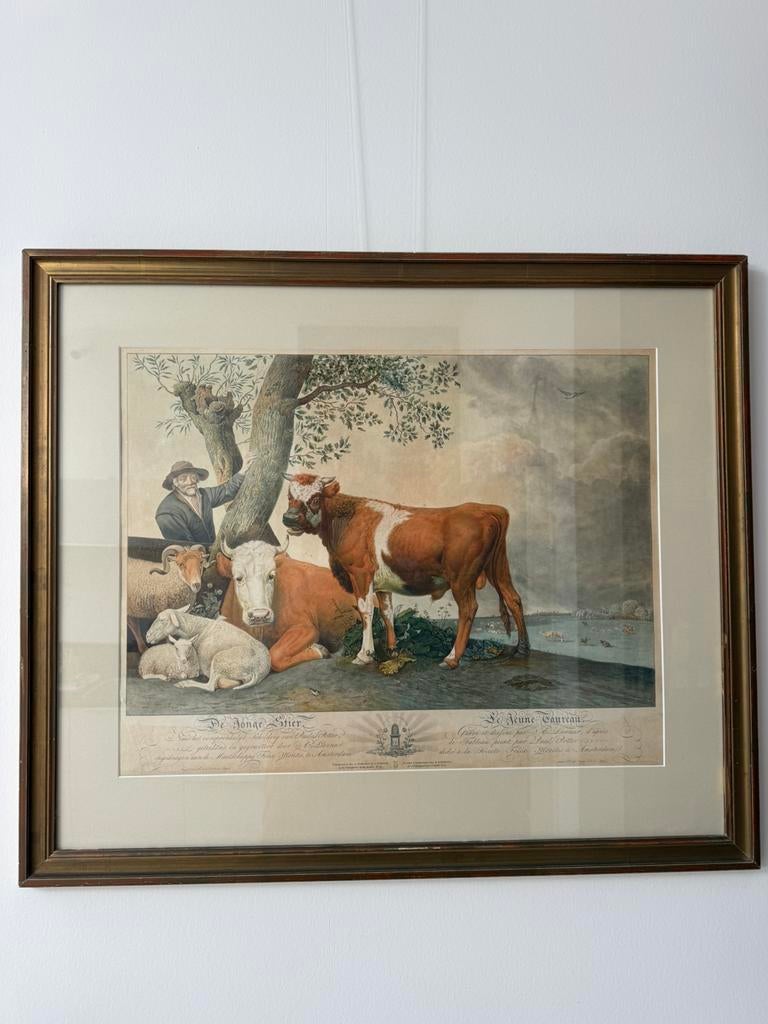 Potters Jonge Stier, Ophalen of Verzenden, Geschiedenis