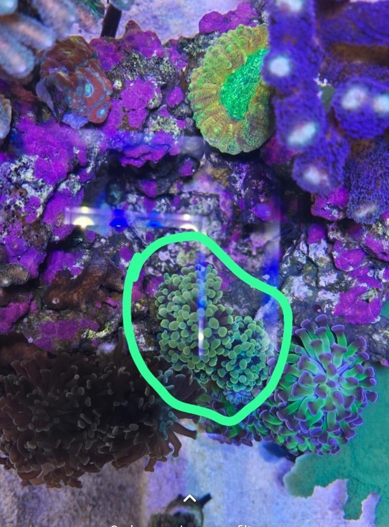 Gouden hamer 24k - Euphyllia Paraancora gold, Dieren en Toebehoren, Vis