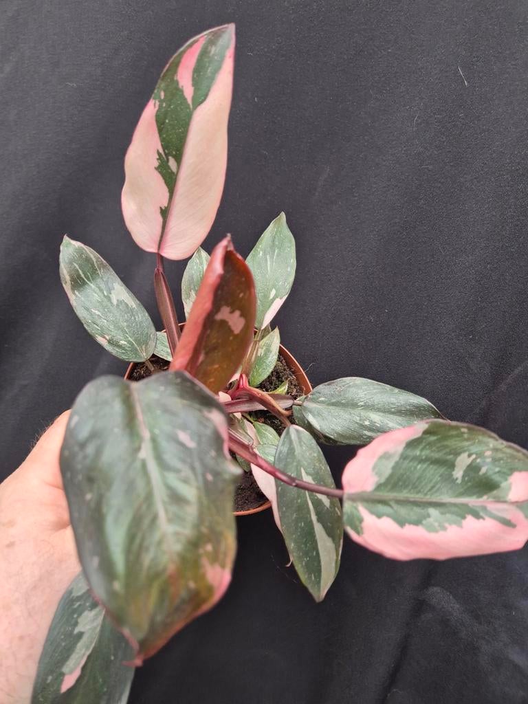 Philodendron Pink Princess p12 (4), Ophalen of Verzenden, Halfschaduw, Minder dan 100 cm
