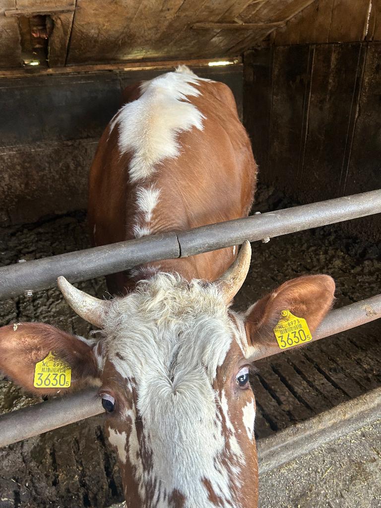 Witrik vaars koe, Vrouwelijk, 0 tot 2 jaar