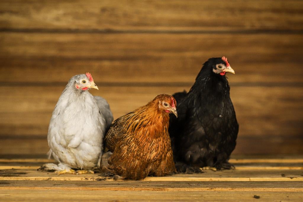 Kindvriendelijke kippen | Rustige kip | Cochin krielen, Vrouwelijk, Kip