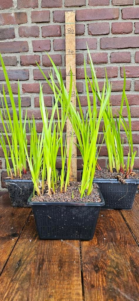 Acorus calamus  Kalmoes, 60 tot 80 cm hoog, moeras vijver, Ophalen