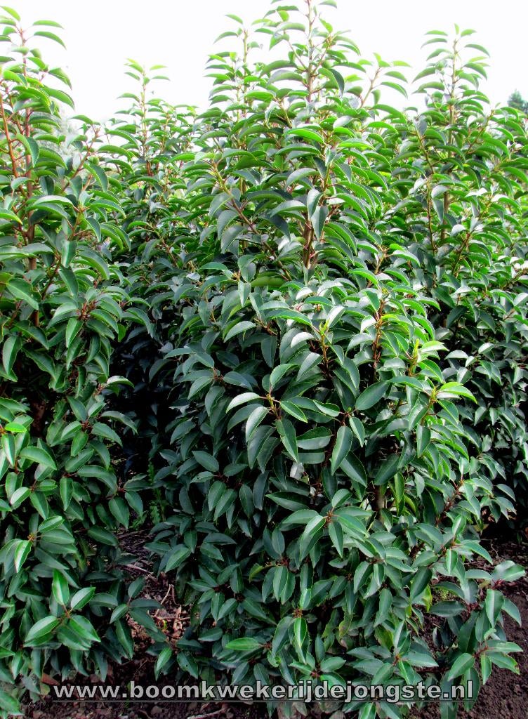 Portugese laurier in alle hoogtematen leverbaar, Ophalen of Verzenden, Laurier, Haag, 100 tot 250 cm