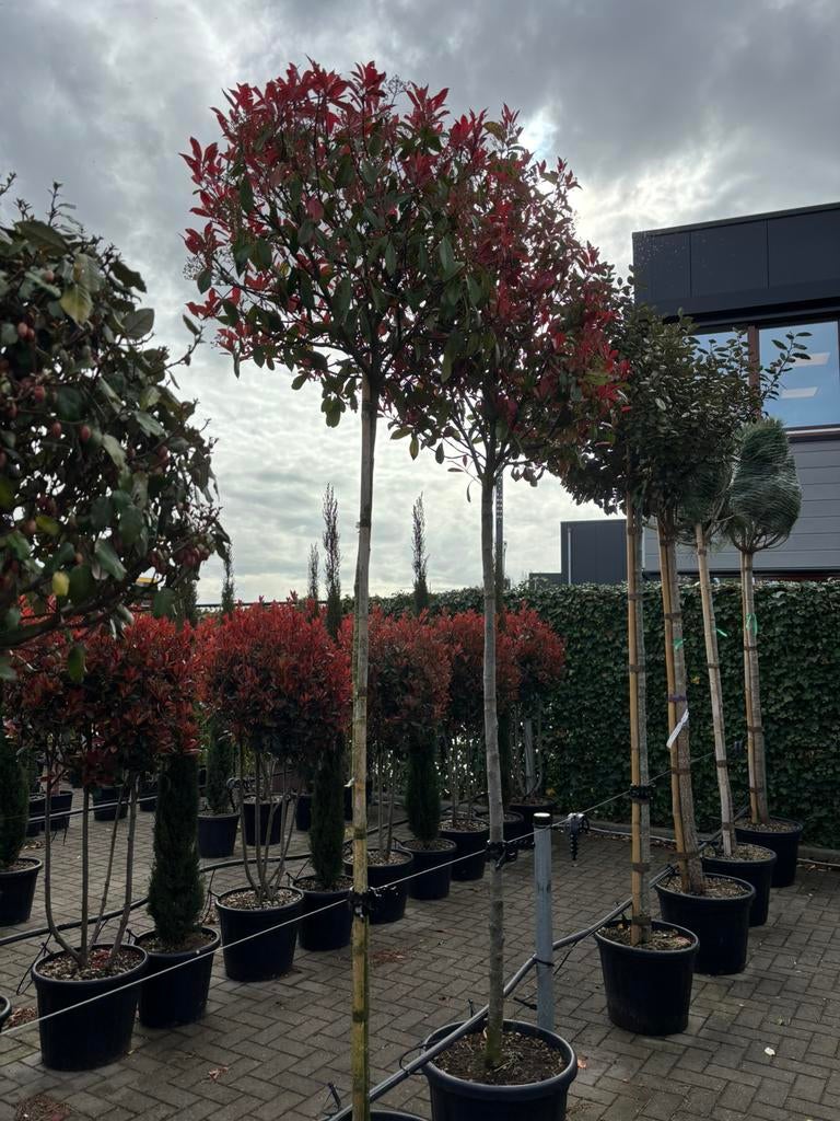 Photinia fraseri Red Robin, Tuin en Terras, Lente, 100 tot 250 cm, Ophalen, In pot