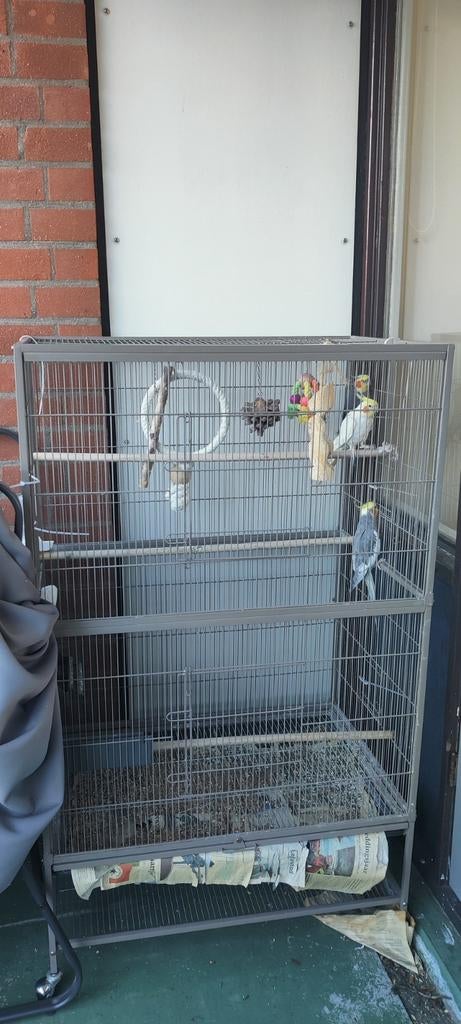 Valkparkieten te koop, Meerdere dieren, Parkiet