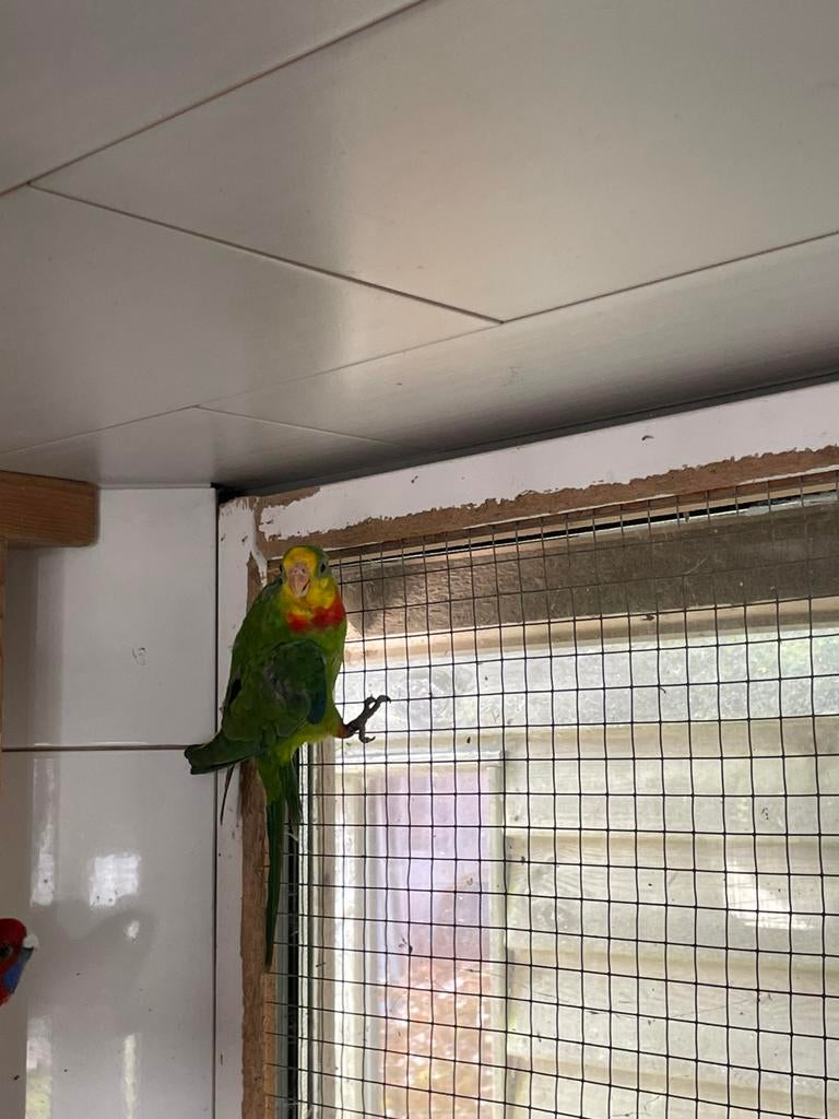 Mooie Barraband te koop, Dieren en Toebehoren, Vogels | Parkieten en Papegaaien, Mannelijk, Parkiet, Geringd