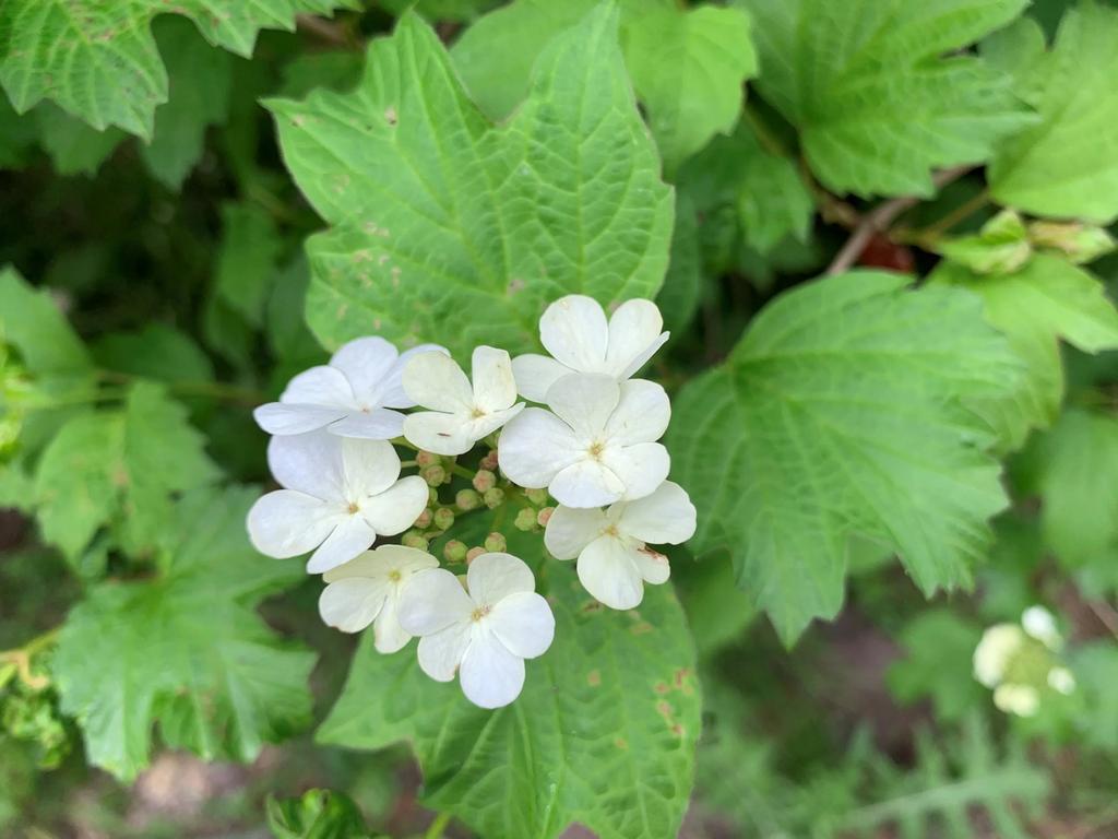 Gelderse roos (Viburmun opulus) 20L pot, Volle zon, Vaste plant, Lente, Ophalen