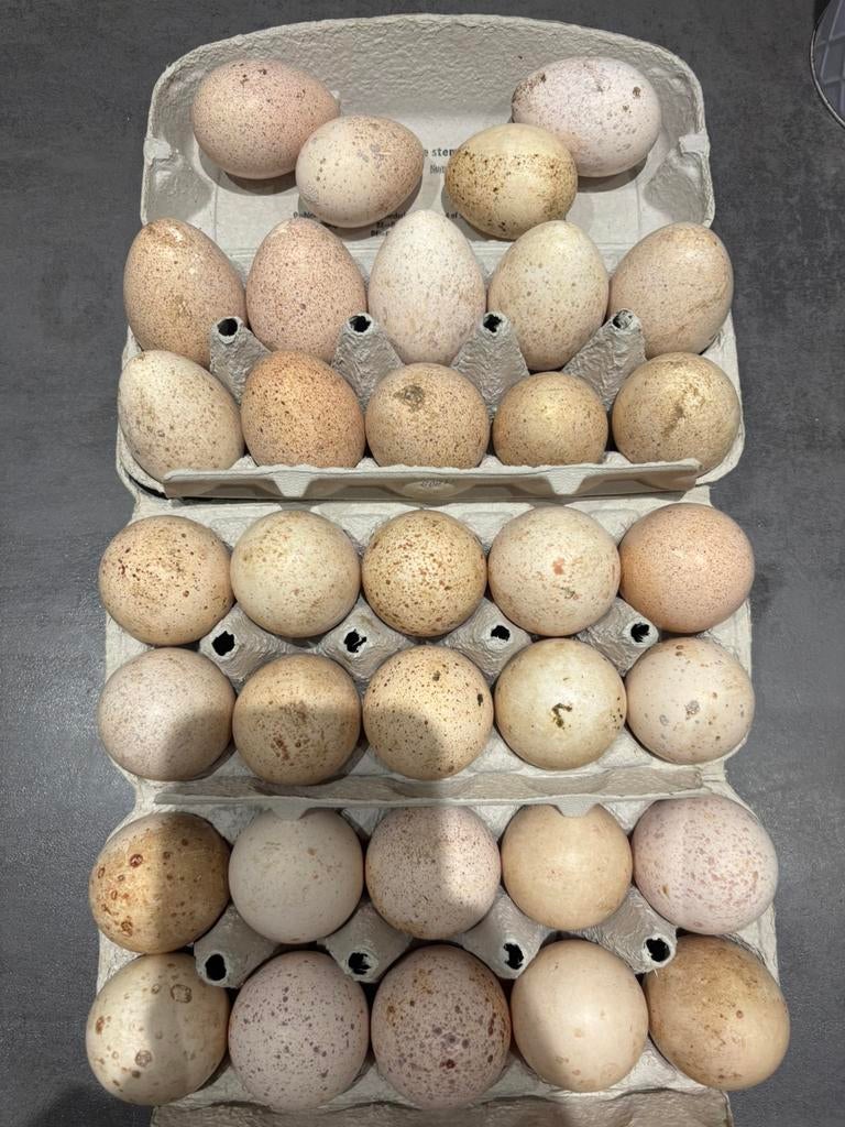 Rode ardenner kalkoen eieren, Ophalen of Verzenden, Broedmachine