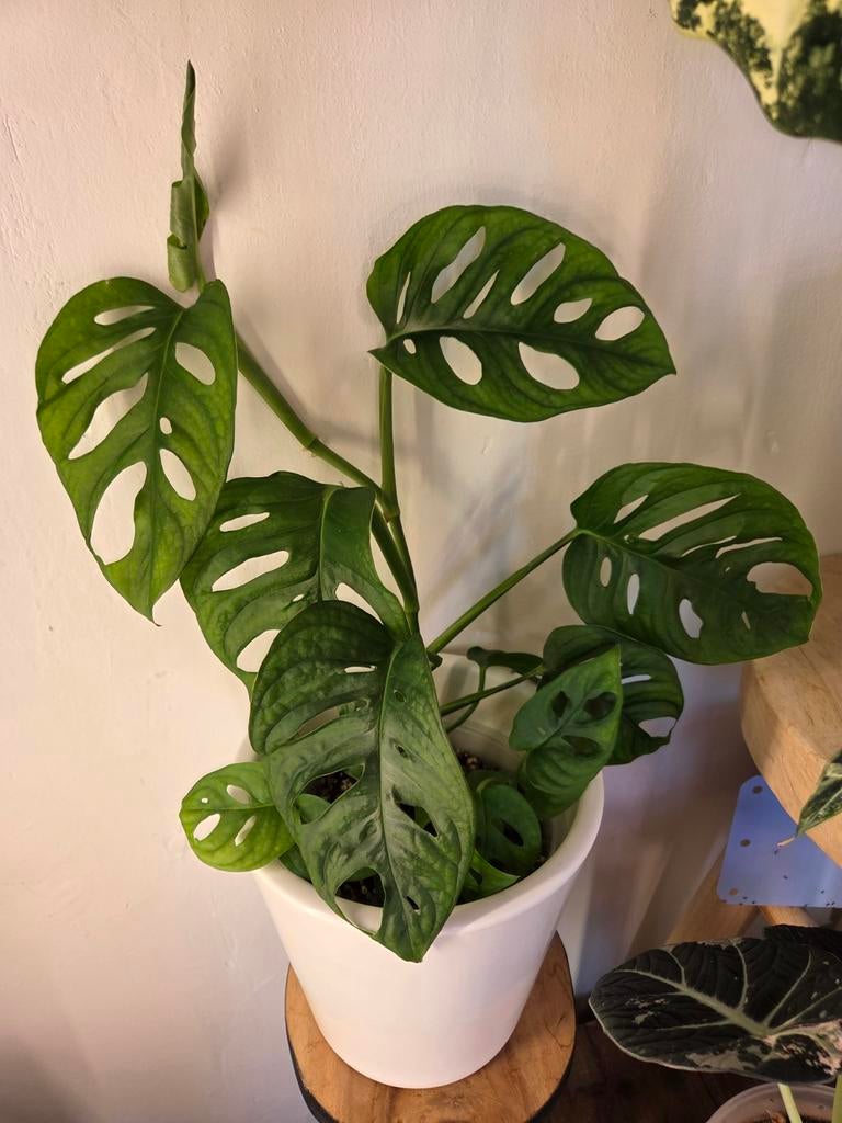 Monstera Adansonii, Huis en Inrichting, Kamerplanten, Ophalen, Overige soorten, Minder dan 100 cm, Volle zon