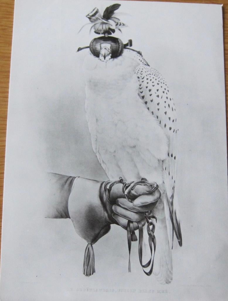 Echte foto van een geervalk - nieuw, Verzenden, 1980 tot heden, Ongelopen, Vogel