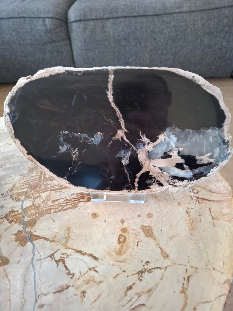 Versteend hout Indonesie gepolijst, Ophalen of Verzenden, Mineraal