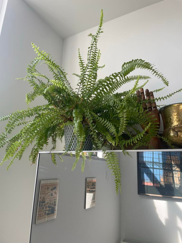 Middelgrote varen plant, Ophalen, Overige soorten, Halfschaduw, In pot