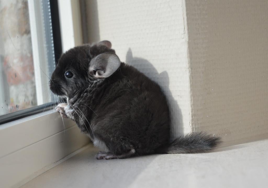 chinchilla bokjes, Dieren en Toebehoren, Knaagdieren, Februari, Mannelijk, Chinchilla