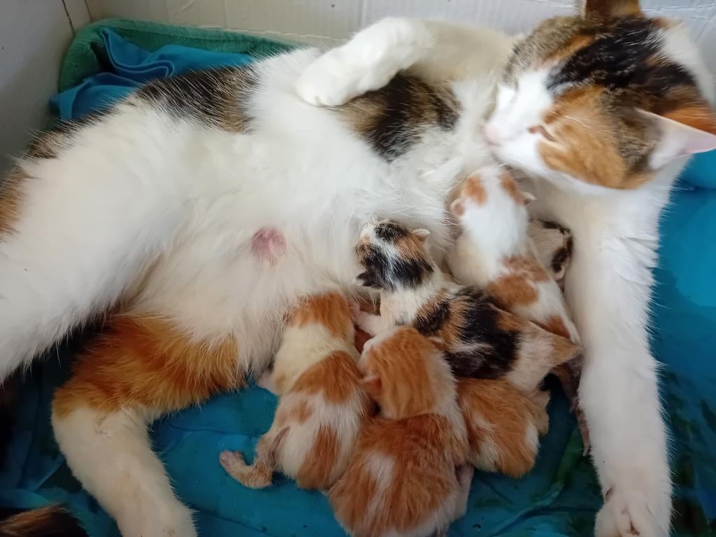 GERESERVEERD Kittens te koop, Dieren en Toebehoren, Katten en Kittens | Overige Katten