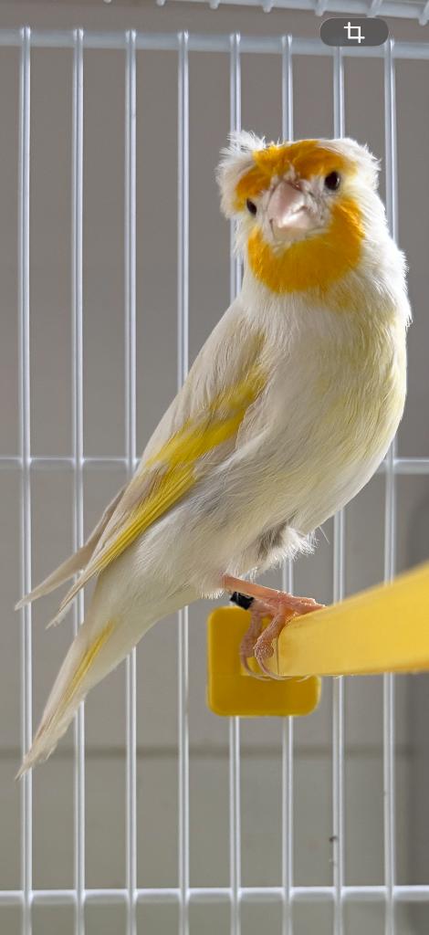 Bastaard putter man met één kuif van 2025, Mannelijk, Wildzangvogel, Geringd