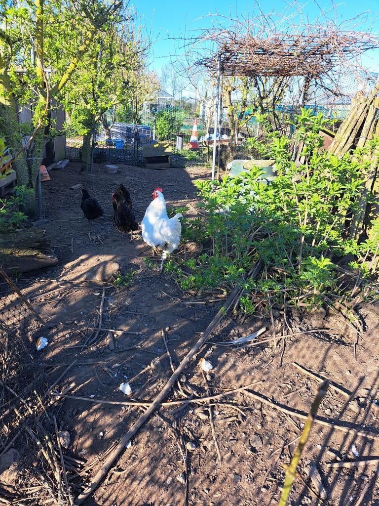 Te koop jeursy giant broedeieren, Dieren en Toebehoren, Pluimvee, Geslacht onbekend, Kip