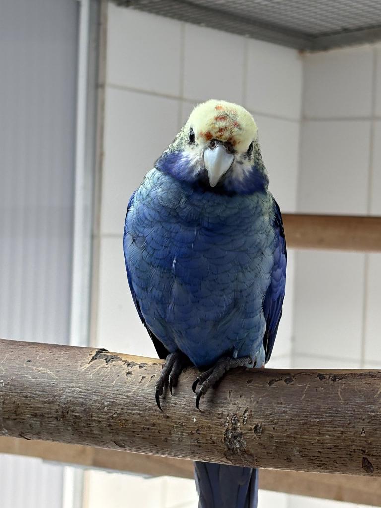 Blauwwang Rosella, Mannelijk, Parkiet, Geringd