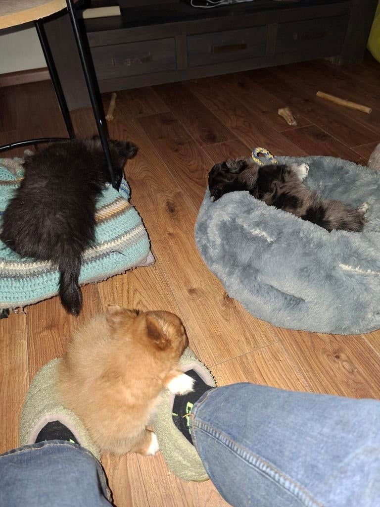 Kleinblijvende gezonde vrolijke vrije pomchi puppy's, Parvo, Overige rassen, 8 tot 15 weken, Meerdere