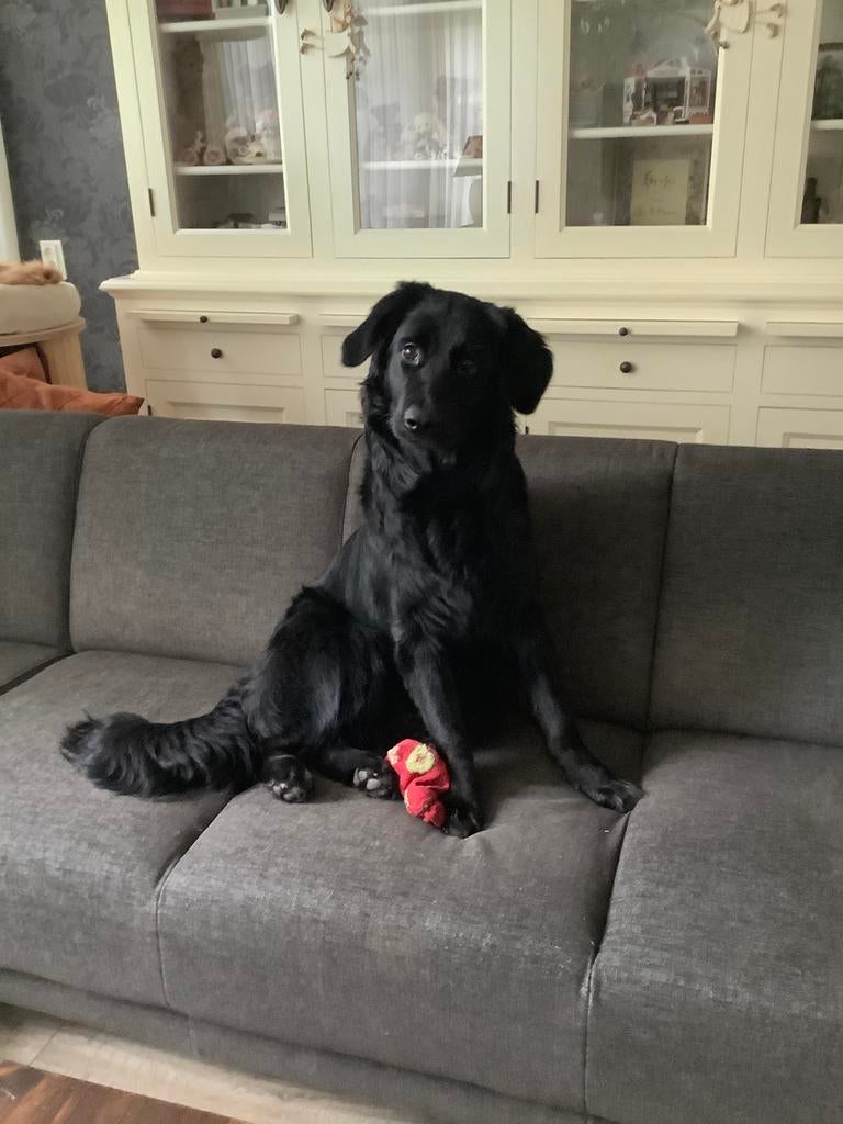 Golden Shepherd, Dieren en Toebehoren, Golden retriever, 1 tot 2 jaar, Teef, Parvo