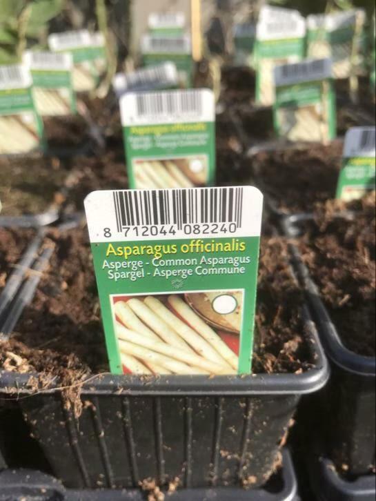 Asperge planten verschillen rassen, Ophalen of Verzenden, Overige soorten, Volle zon