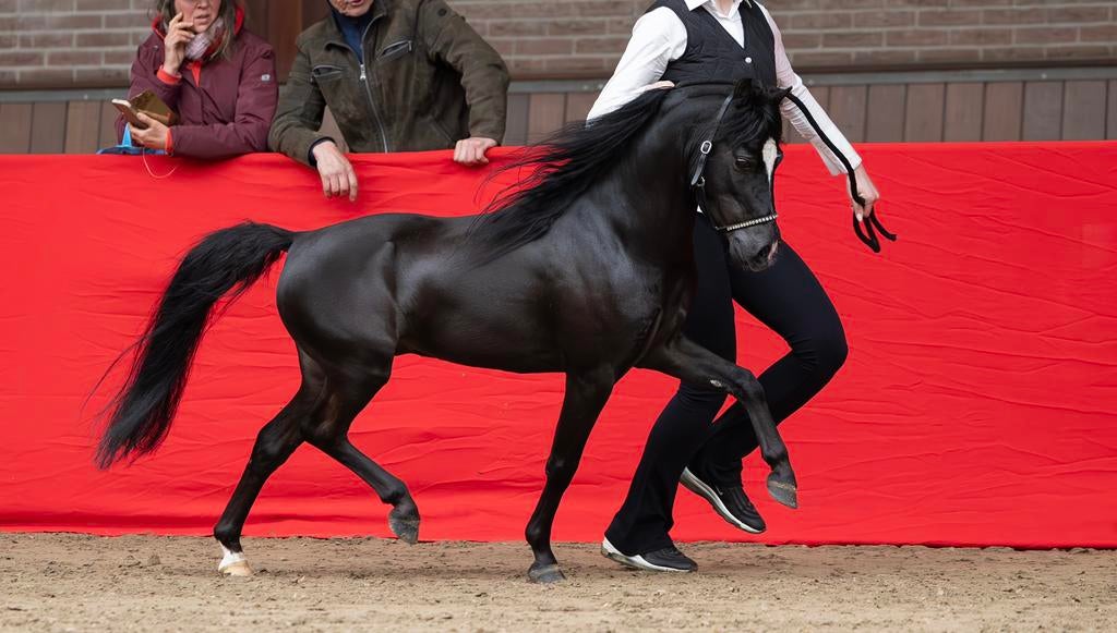 Goedgekeurde NMPRS dekhengst ter dekking, Hengst