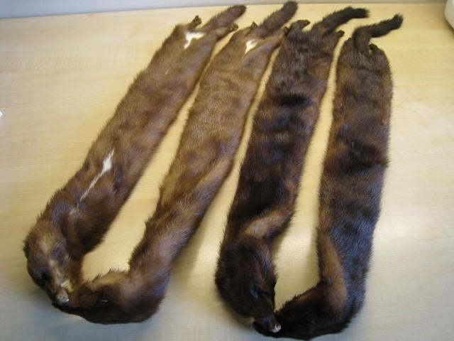 2 bont kragen van echte nertsen, echt pels, Kleding | Dames, Mutsen, Sjaals en Handschoenen, Nieuw, Handschoenen, Ophalen of Verzenden