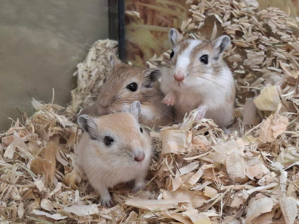 Hele leuke en lieve gerbil vrouwtjes, Dieren en Toebehoren, Januari, Vrouwelijk, Overige typen