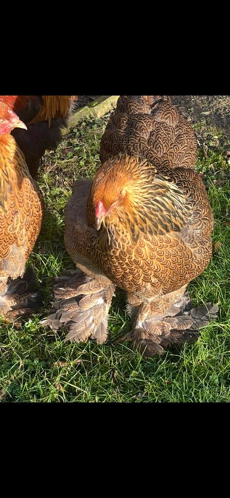 Broedeieren Brahma groothoender, Dieren en Toebehoren, Pluimvee, Geslacht onbekend, Kip