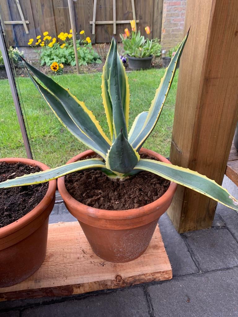 Grote Agave, Ophalen, Overige soorten, Volle zon