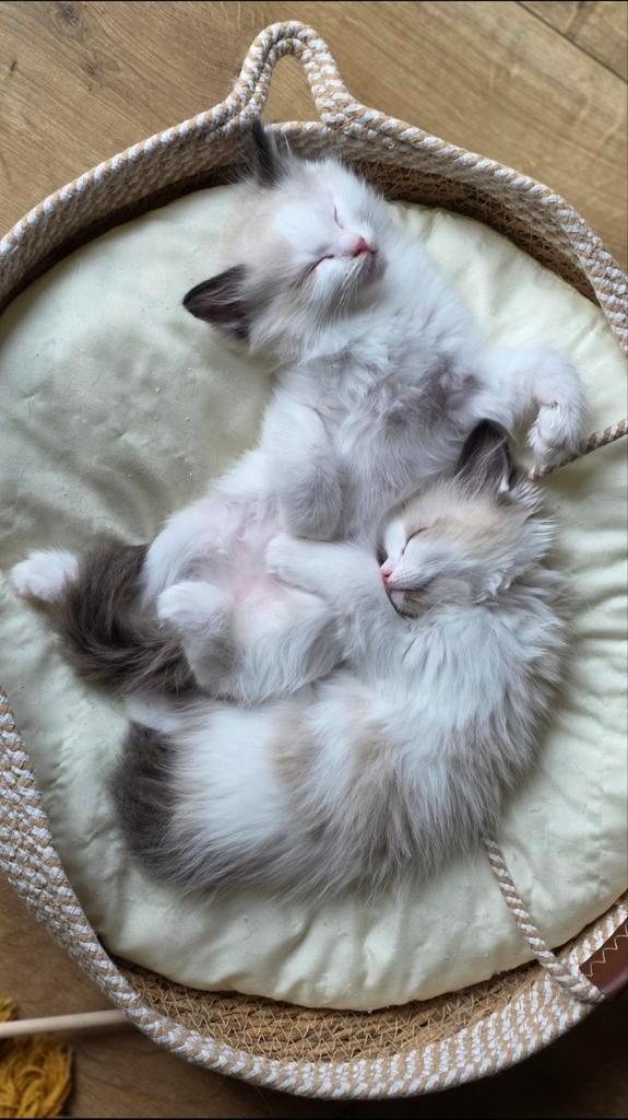 Nog 2 prachtige Seal bi-color Ragdoll kittens, Ophalen