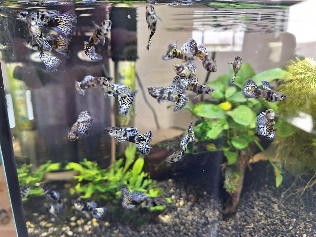 Guppen Blue Tiger King Cobra (raszuiver), Dieren en Toebehoren, Vis, Zoetwatervis