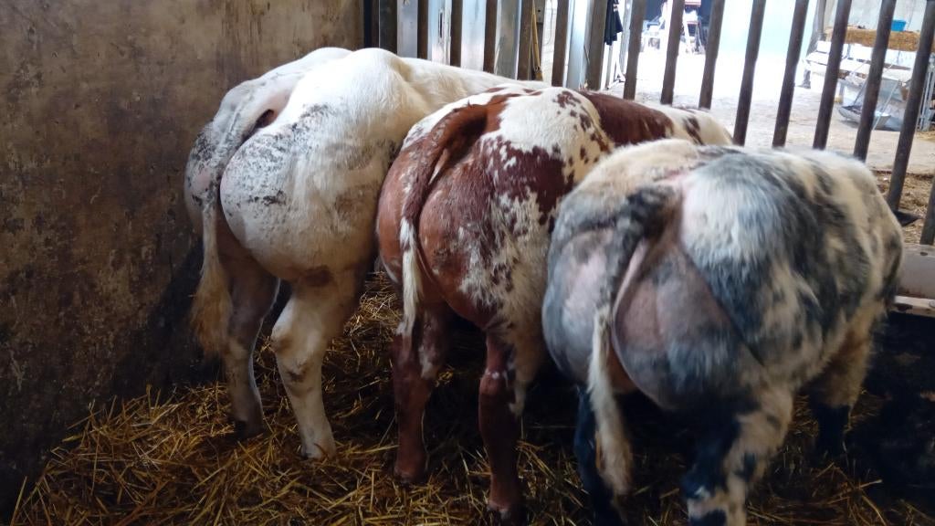 tekoop 3 apparte dikbil stiertjes en ander vleesvee, Dieren en Toebehoren, Vrouwelijk, 0 tot 2 jaar