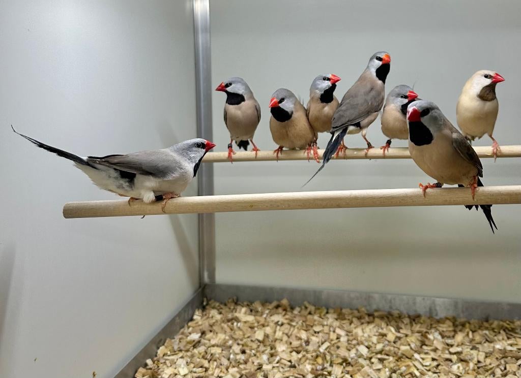 Spitsstaart amadines, Meerdere dieren